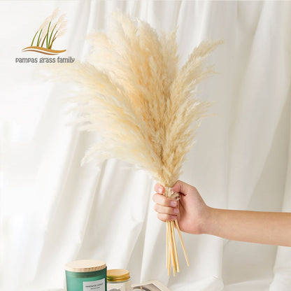 White Pampas Grass Stems Decoration (10 Pack) by HitMyNeed