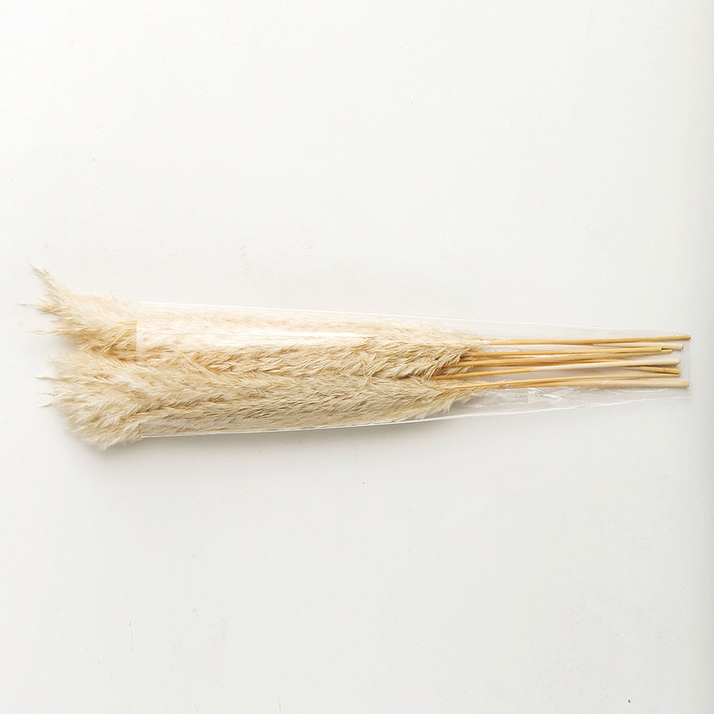 White Pampas Grass Stems Decoration (10 Pack) by HitMyNeed